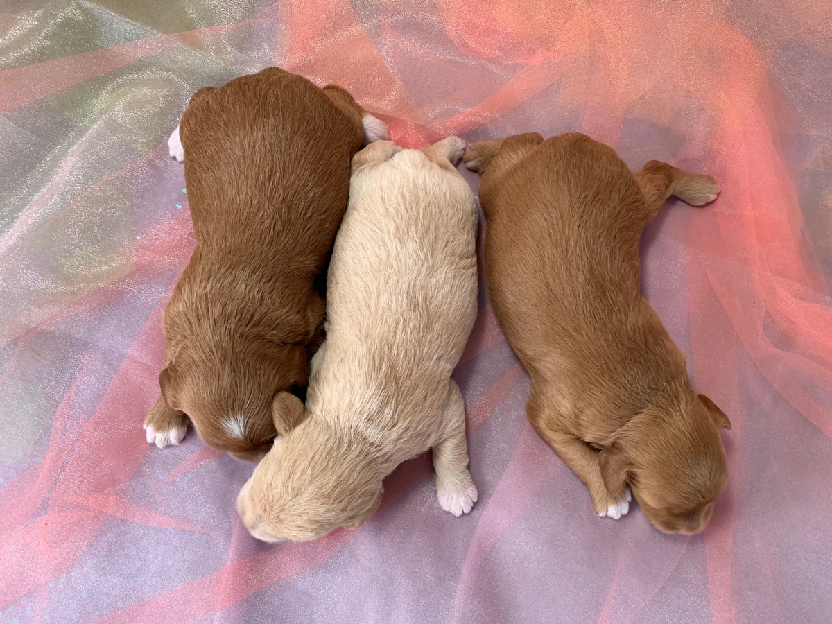 Miniature Schnoodle Puppies for Sale $1200 DOB 8-18-2022